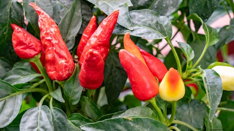 Anaheim Peppers:Pflanz-, Anbau- und Pflegeanleitung | [Name Ihrer Marke/Website] 
