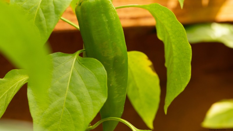 Anaheim Peppers:Pflanz-, Anbau- und Pflegeanleitung | [Name Ihrer Marke/Website] 