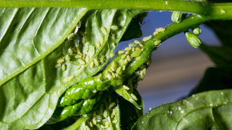Anaheim Peppers:Pflanz-, Anbau- und Pflegeanleitung | [Name Ihrer Marke/Website] 