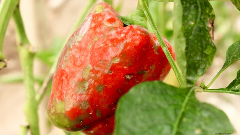 Anaheim Peppers:Pflanz-, Anbau- und Pflegeanleitung | [Name Ihrer Marke/Website] 