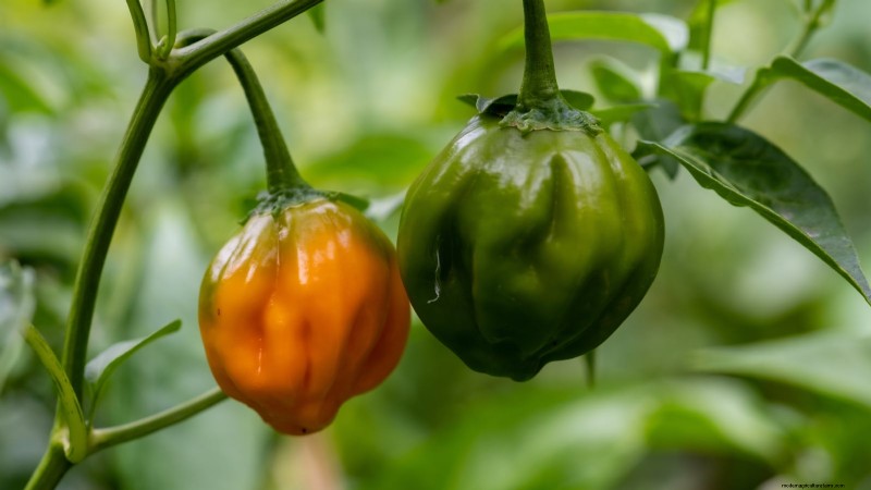 Leitfaden zur Pfefferernte:Wann und wie man Paprika für maximalen Ertrag pflückt 