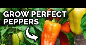 Gids voor het oogsten van paprika s:wanneer en hoe paprika s plukken voor maximale opbrengst 