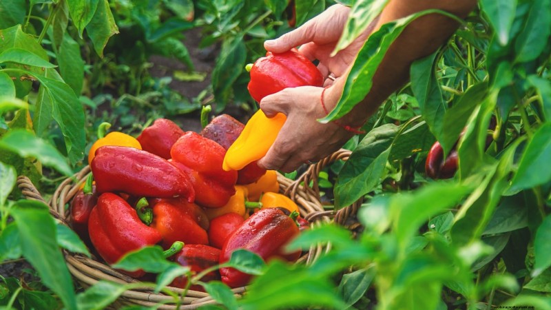 Leitfaden zur Pfefferernte:Wann und wie man Paprika für maximalen Ertrag pflückt 
