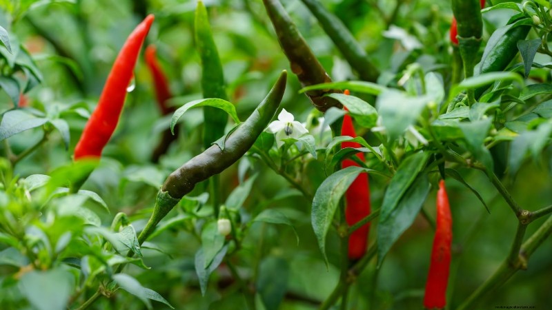 Leitfaden zur Pfefferernte:Wann und wie man Paprika für maximalen Ertrag pflückt 