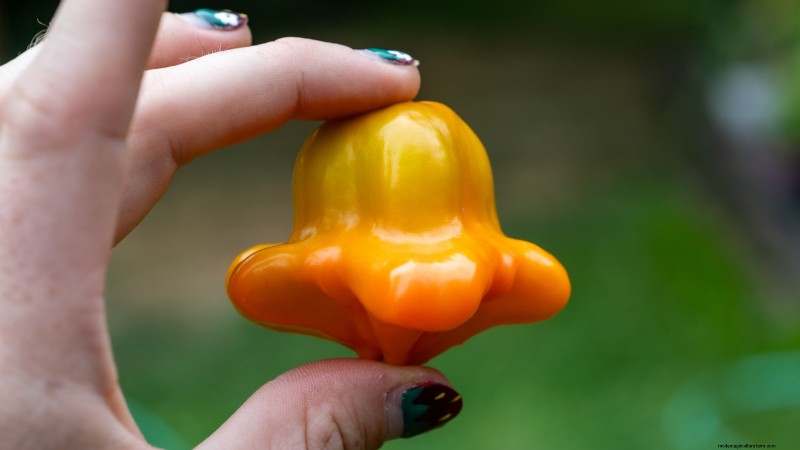 Leitfaden zur Pfefferernte:Wann und wie man Paprika für maximalen Ertrag pflückt 