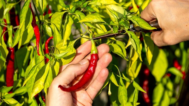 Leitfaden zur Pfefferernte:Wann und wie man Paprika für maximalen Ertrag pflückt 