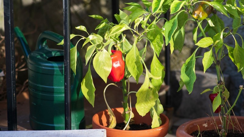 Leitfaden zur Pfefferernte:Wann und wie man Paprika für maximalen Ertrag pflückt 