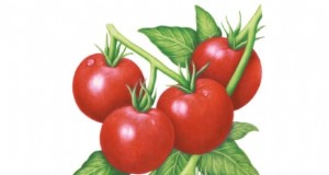 Grow Bags for Tomatoes:een complete gids voor overvloedige oogsten 