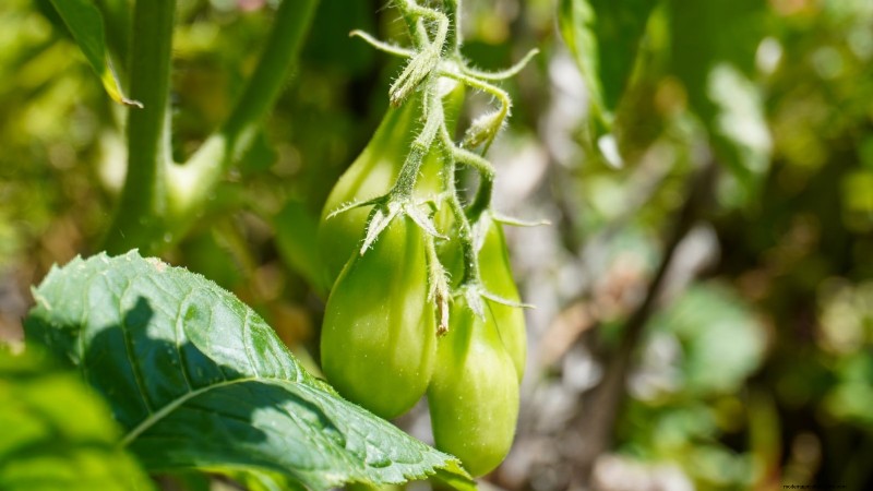 Grow Bags for Tomatoes:een complete gids voor overvloedige oogsten 