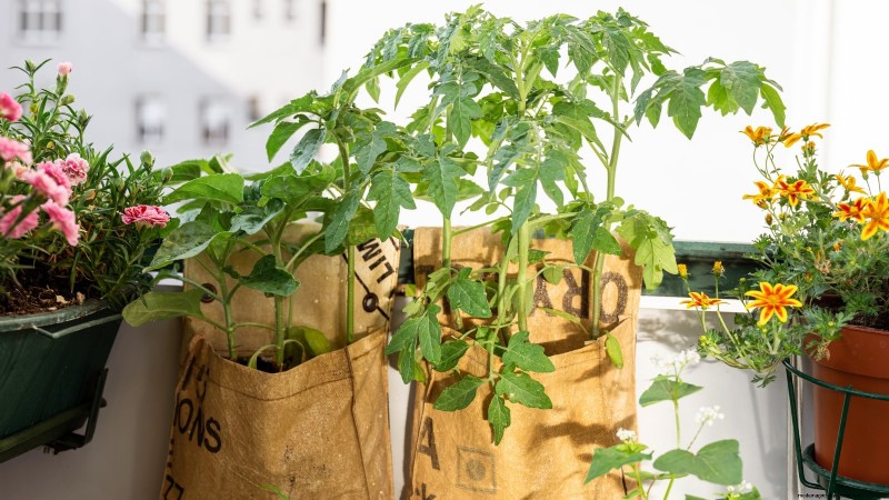 Grow Bags for Tomatoes:een complete gids voor overvloedige oogsten 