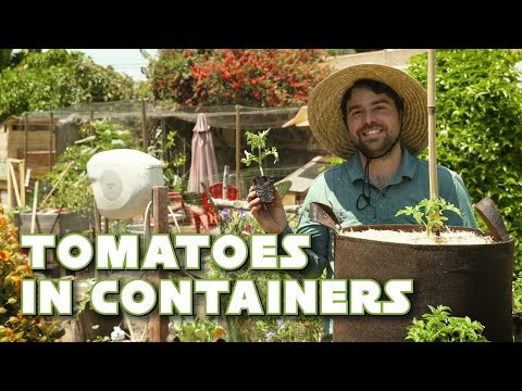 Grow Bags for Tomatoes:een complete gids voor overvloedige oogsten 