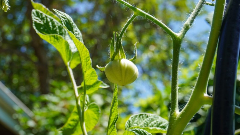 Grow Bags for Tomatoes:een complete gids voor overvloedige oogsten 
