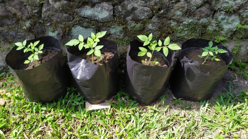 Grow Bags for Tomatoes:een complete gids voor overvloedige oogsten 