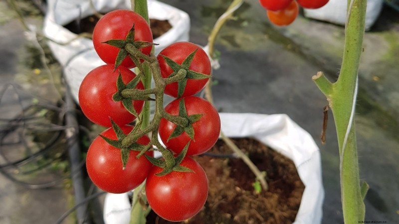 Grow Bags for Tomatoes:een complete gids voor overvloedige oogsten 