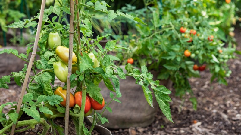 Grow Bags for Tomatoes:een complete gids voor overvloedige oogsten 