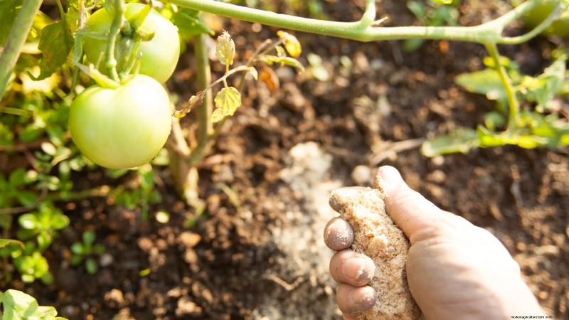 Grow Bags for Tomatoes:een complete gids voor overvloedige oogsten 