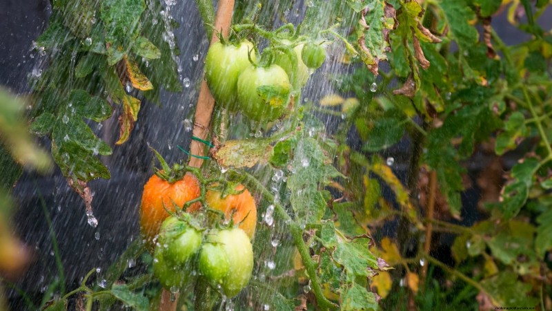Grow Bags for Tomatoes:een complete gids voor overvloedige oogsten 