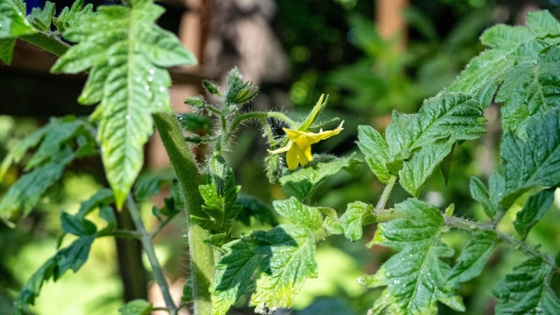 Grow Bags for Tomatoes:een complete gids voor overvloedige oogsten 