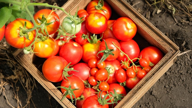 Grow Bags for Tomatoes:een complete gids voor overvloedige oogsten 