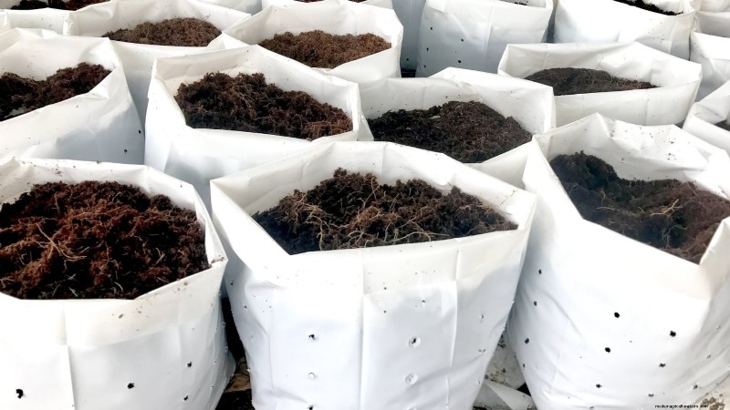 Grow Bags for Tomatoes:een complete gids voor overvloedige oogsten 