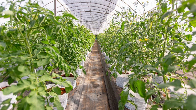 Grow Bags for Tomatoes:een complete gids voor overvloedige oogsten 
