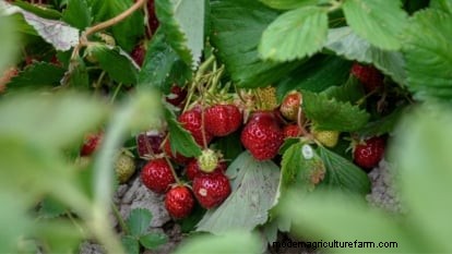 Züchten Sie köstliche „Allstar“-Erdbeeren:Pflanzen, Pflege und Ernte 