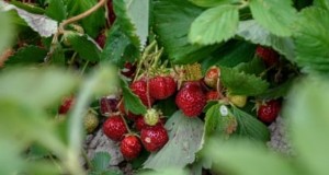 Kweek heerlijke  Allstar -aardbeien:planten, verzorgen en oogsten 
