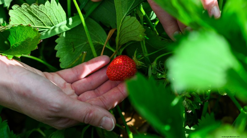 Züchten Sie köstliche „Allstar“-Erdbeeren:Pflanzen, Pflege und Ernte 