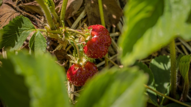 Züchten Sie köstliche „Allstar“-Erdbeeren:Pflanzen, Pflege und Ernte 