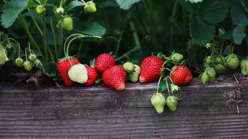 Züchten Sie köstliche „Allstar“-Erdbeeren:Pflanzen, Pflege und Ernte 
