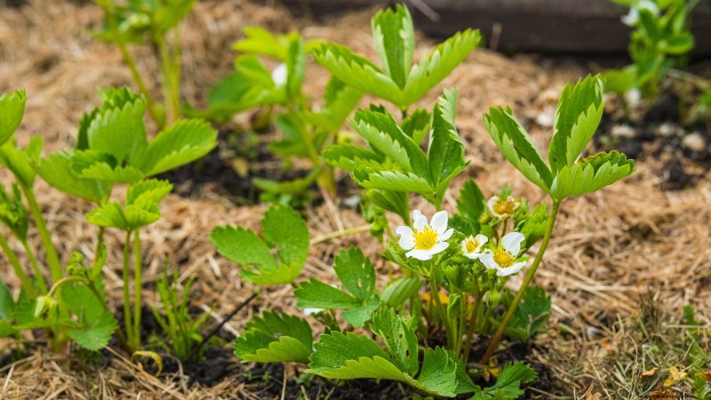 Züchten Sie köstliche „Allstar“-Erdbeeren:Pflanzen, Pflege und Ernte 