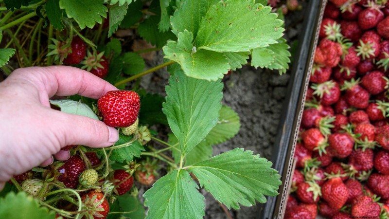 Züchten Sie köstliche „Allstar“-Erdbeeren:Pflanzen, Pflege und Ernte 