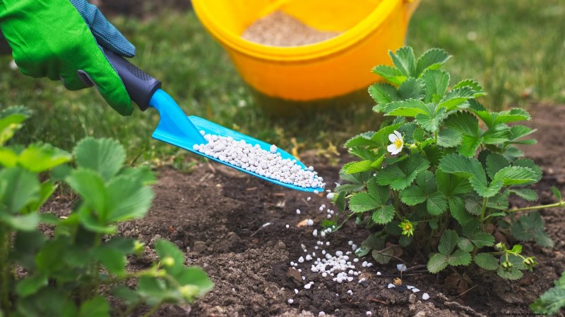 Züchten Sie köstliche „Allstar“-Erdbeeren:Pflanzen, Pflege und Ernte 