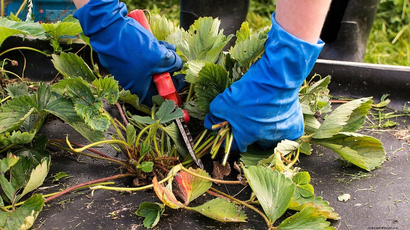 Züchten Sie köstliche „Allstar“-Erdbeeren:Pflanzen, Pflege und Ernte 