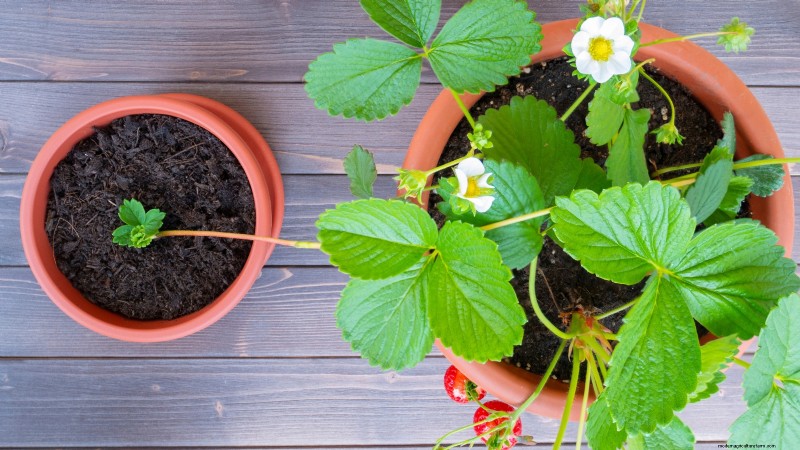 Züchten Sie köstliche „Allstar“-Erdbeeren:Pflanzen, Pflege und Ernte 