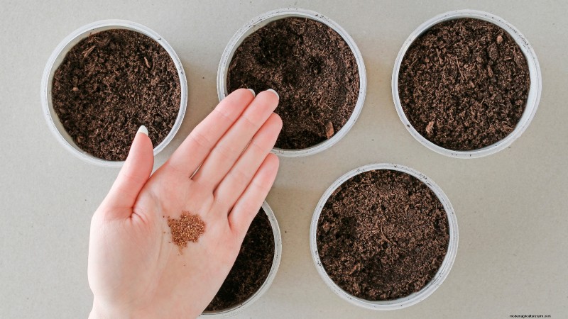 Züchten Sie köstliche „Allstar“-Erdbeeren:Pflanzen, Pflege und Ernte 