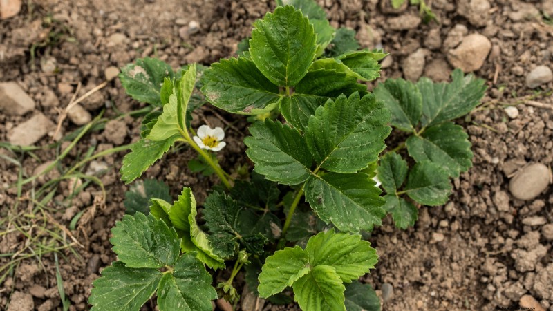Züchten Sie köstliche „Allstar“-Erdbeeren:Pflanzen, Pflege und Ernte 