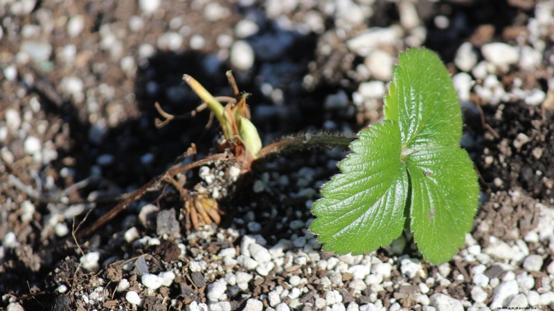 Züchten Sie köstliche „Allstar“-Erdbeeren:Pflanzen, Pflege und Ernte 