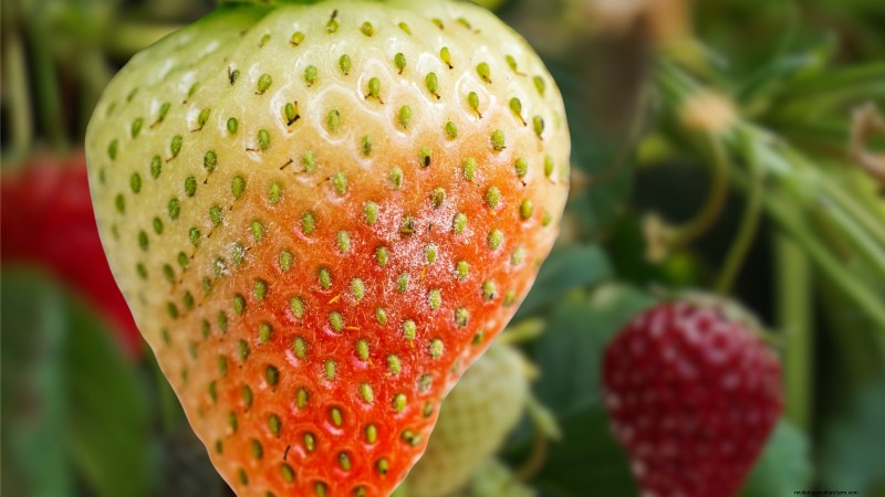 Züchten Sie köstliche „Allstar“-Erdbeeren:Pflanzen, Pflege und Ernte 