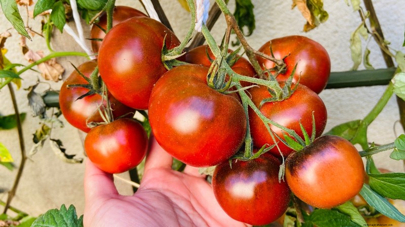 Black Krim-tomaat:gids voor planten, groeien en verzorgen | [Uw merk-/websitenaam] 
