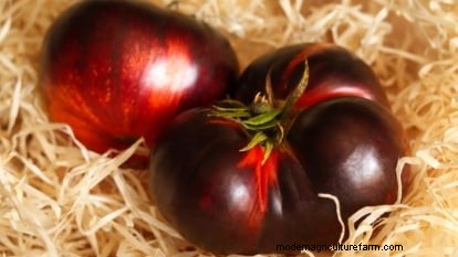 Black Krim-tomaat:gids voor planten, groeien en verzorgen | [Uw merk-/websitenaam] 