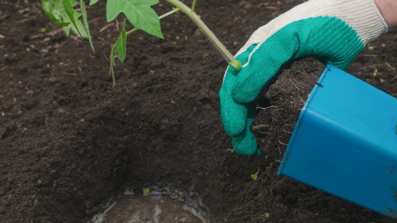 Black Krim-tomaat:gids voor planten, groeien en verzorgen | [Uw merk-/websitenaam] 