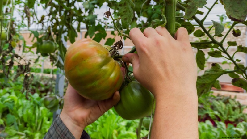 Black Krim-tomaat:gids voor planten, groeien en verzorgen | [Uw merk-/websitenaam] 