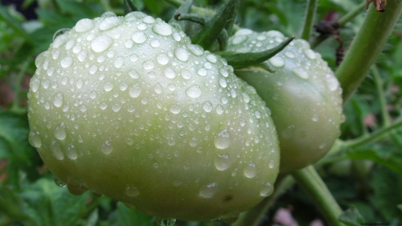 Black Krim-tomaat:gids voor planten, groeien en verzorgen | [Uw merk-/websitenaam] 