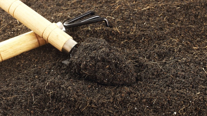 Black Krim-tomaat:gids voor planten, groeien en verzorgen | [Uw merk-/websitenaam] 