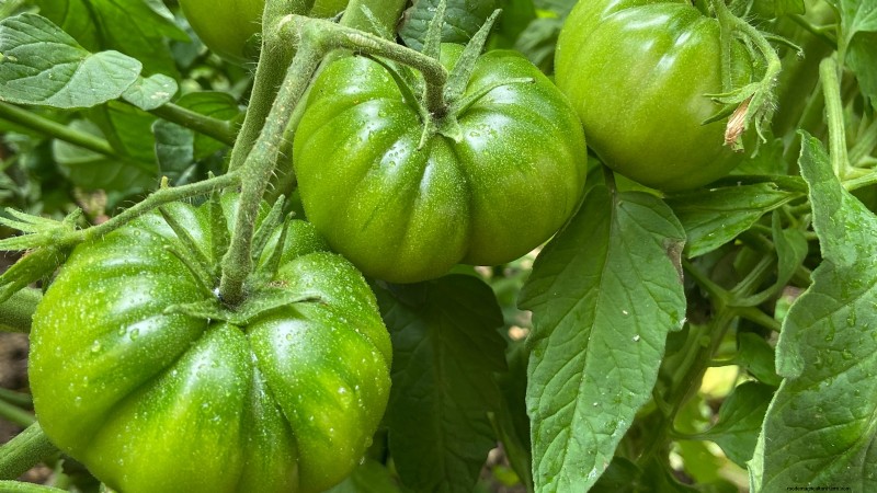 Black Krim-tomaat:gids voor planten, groeien en verzorgen | [Uw merk-/websitenaam] 