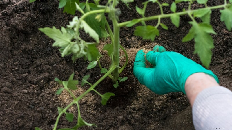 Black Krim-tomaat:gids voor planten, groeien en verzorgen | [Uw merk-/websitenaam] 