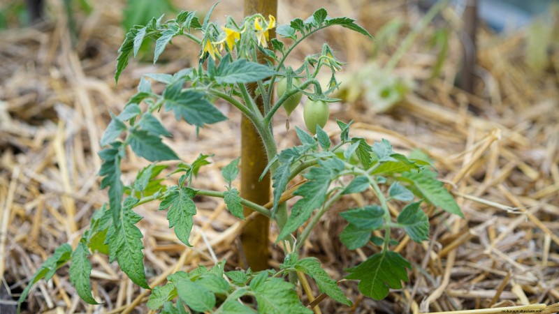 Black Krim-tomaat:gids voor planten, groeien en verzorgen | [Uw merk-/websitenaam] 