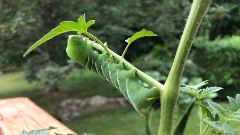 Black Krim-tomaat:gids voor planten, groeien en verzorgen | [Uw merk-/websitenaam] 