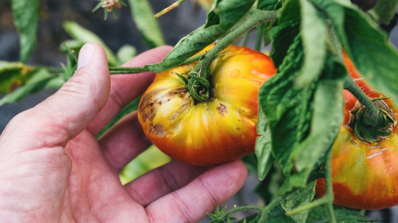Black Krim-tomaat:gids voor planten, groeien en verzorgen | [Uw merk-/websitenaam] 